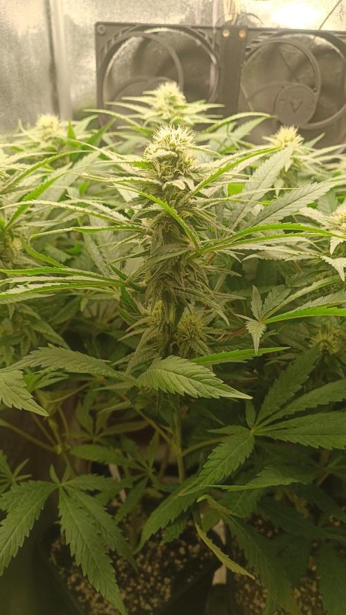 RQS Northern Light. Week 9 - 22/4/2026