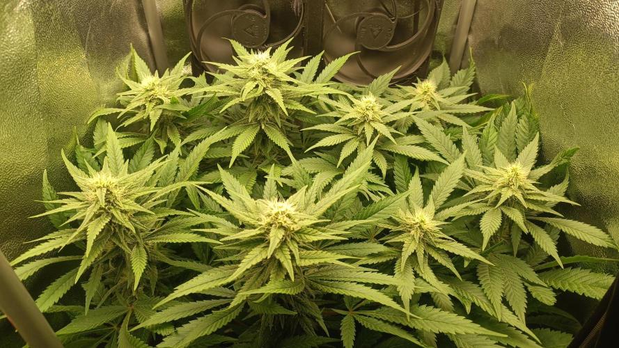 RQS Northern Light. Week 9 - 22/4/2026