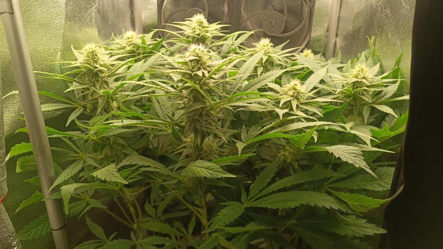 RQS Northern Light. Week 9 - 22/4/2026
