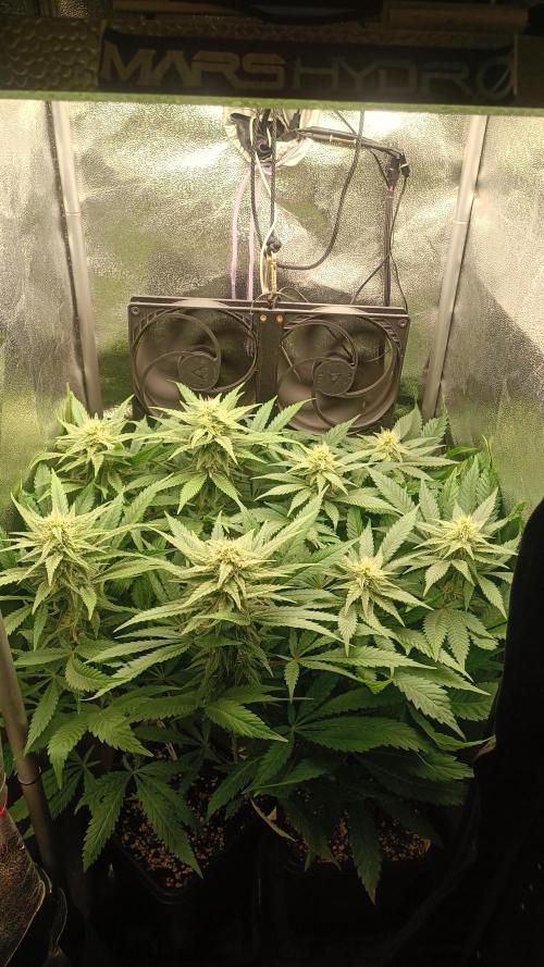 RQS Northern Light. Week 9 - 22/4/2026