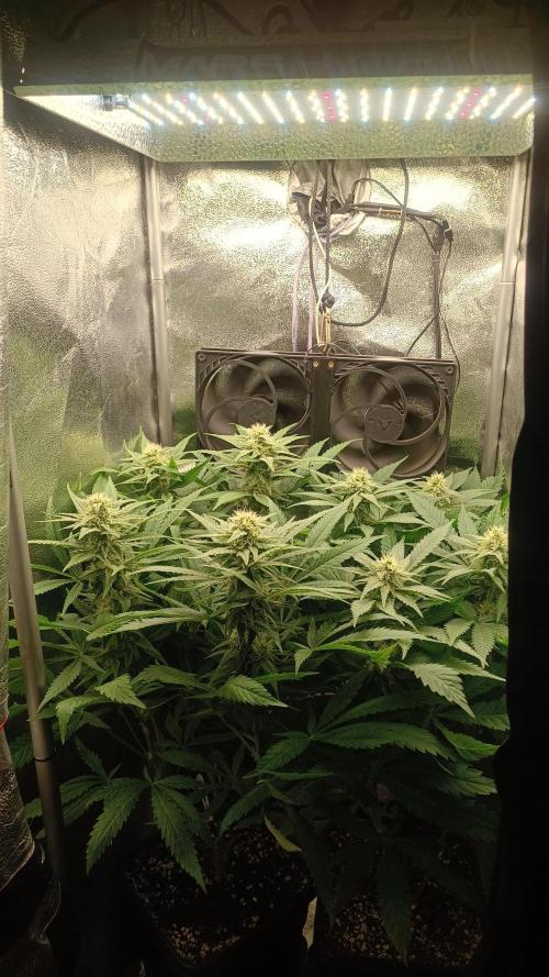 RQS Northern Light. Week 9 - 22/4/2026