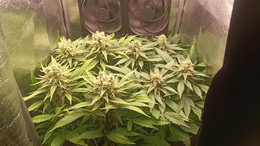 RQS Northern Light. Week 11 - 3/5/2026