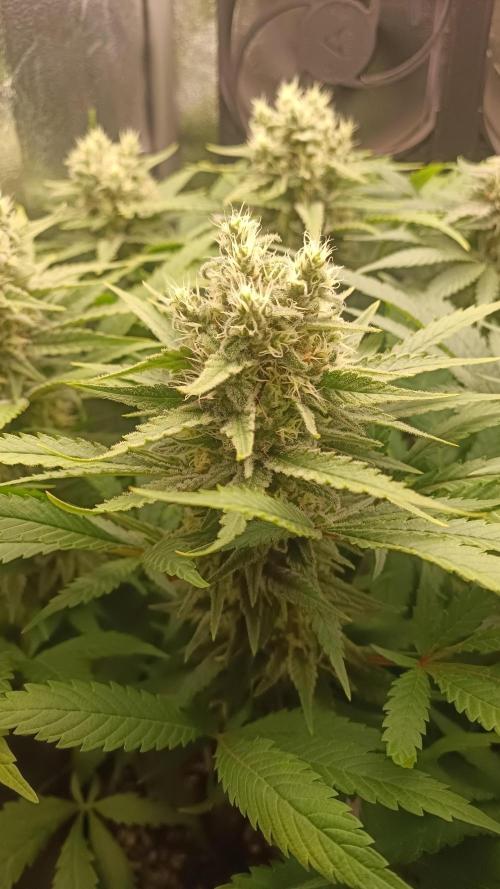 RQS Northern Light. Week 11 - 3/5/2026