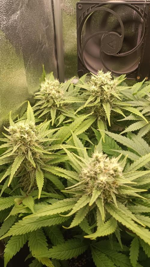 RQS Northern Light. Week 11 - 3/5/2026