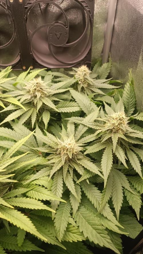 RQS Northern Light. Week 11 - 3/5/2026