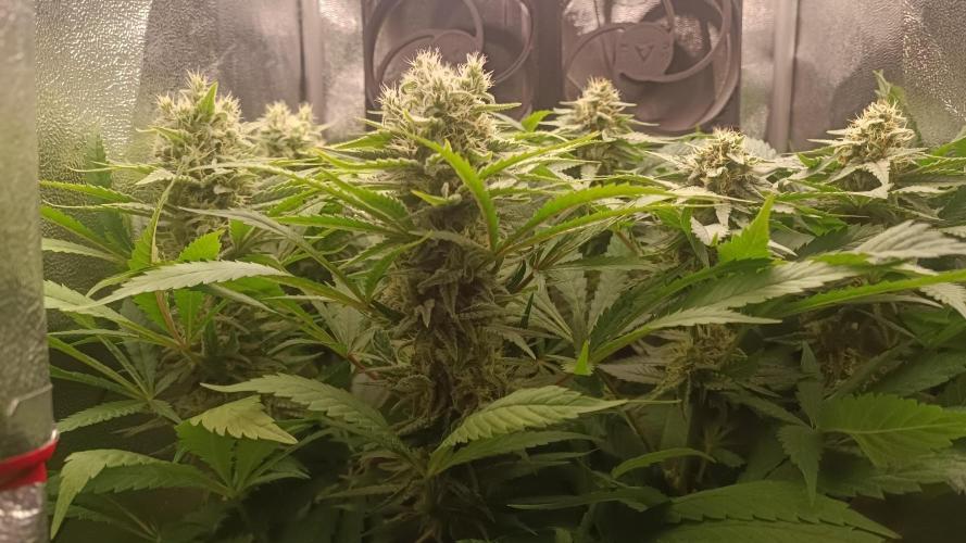 RQS Northern Light. Week 11 - 3/5/2026
