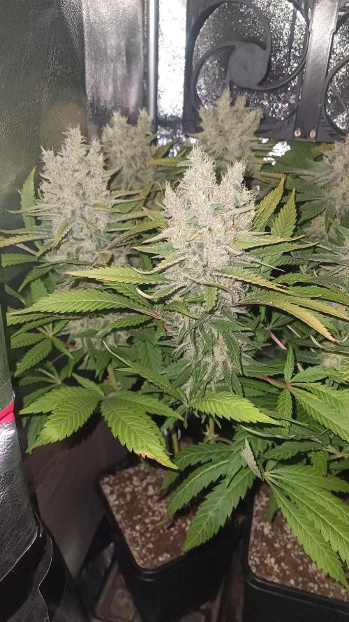 RQS Northern Light. Week 13 - 21/5/2026