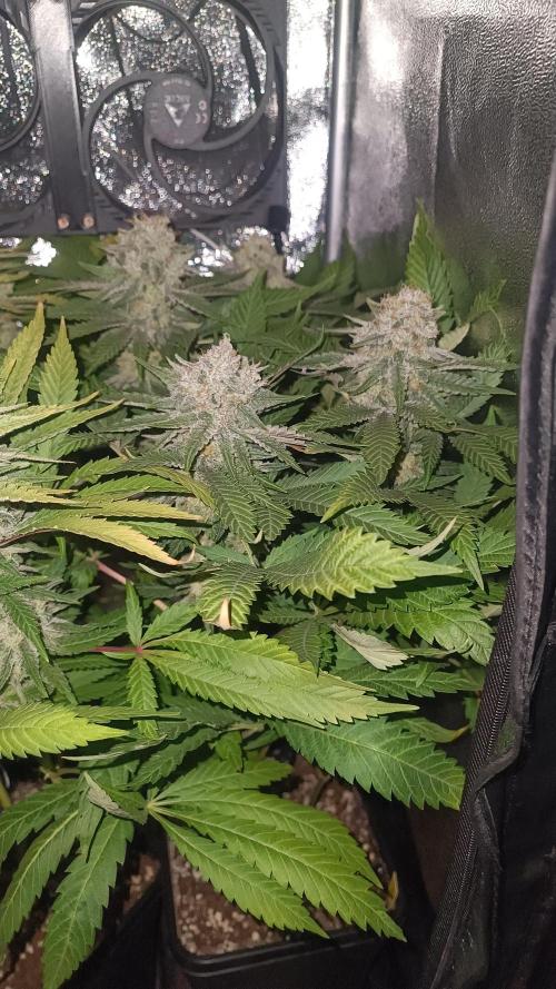 RQS Northern Light. Week 13 - 21/5/2026