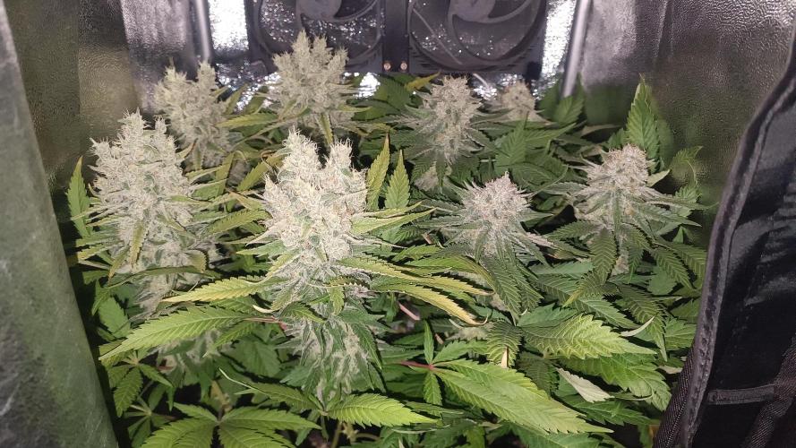 RQS Northern Light. Week 13 - 21/5/2026