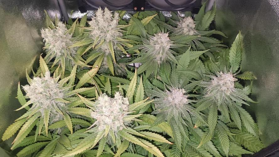 RQS Northern Light. Week 13 - 21/5/2026