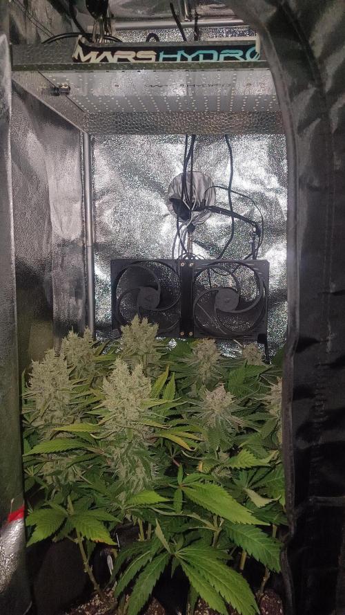 Northern Light. Week 13