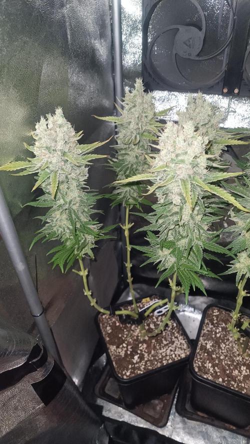 RQS Northern Light. Week 14 - 21/5/2026