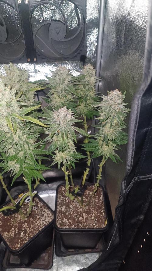 RQS Northern Light. Week 14 - 21/5/2026