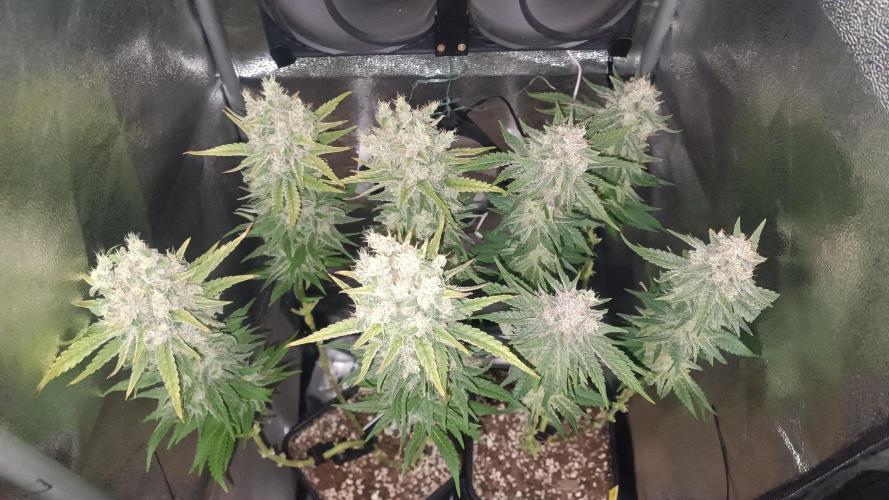 RQS Northern Light. Week 14 - 21/5/2026