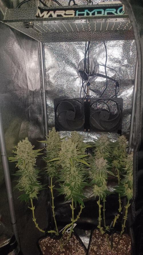 RQS Northern Light. Week 14 - 21/5/2026