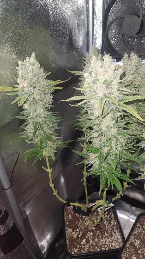 Northern Light. Week 14