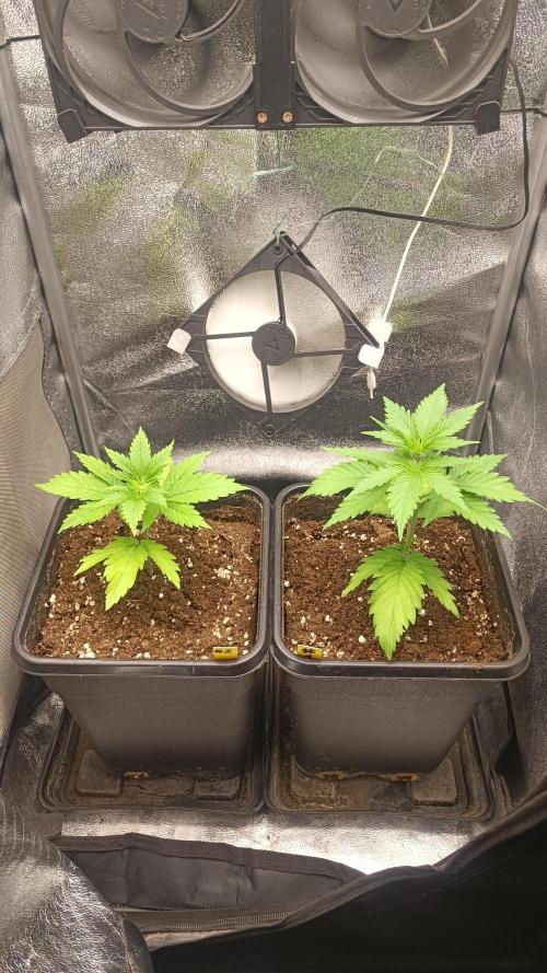 RQS 2x Lemon Skunk. Week 1 - 27/5/2026