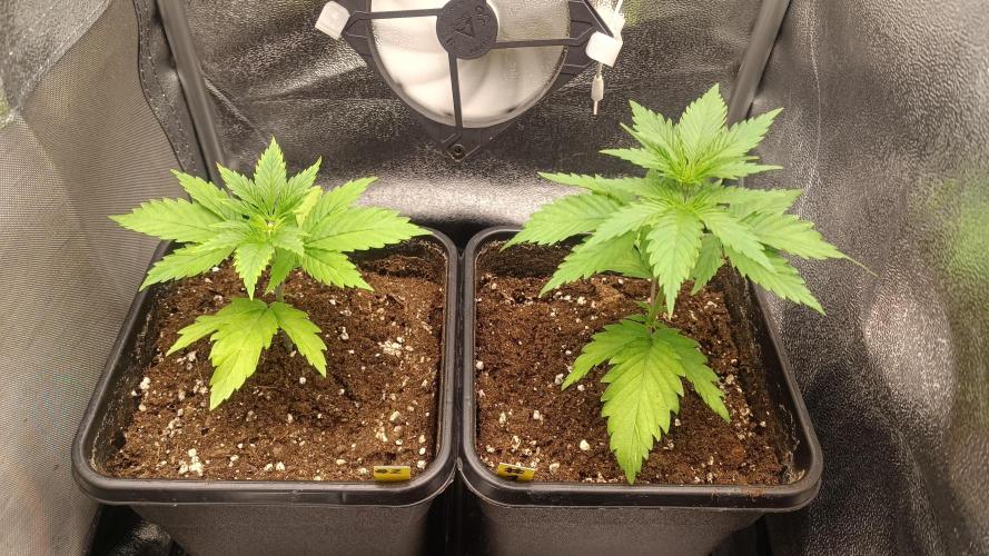 Lemon Skunk. Week 1