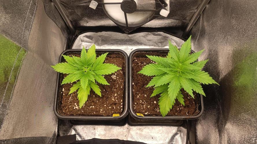 RQS 2x Lemon Skunk. Week 1 - 27/5/2026