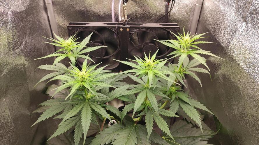 RQS 2x Lemon Skunk. Week 5 - 26/6/2026