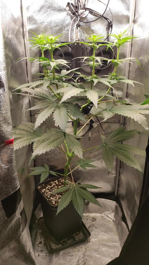 RQS 2x Lemon Skunk. Week 5 - 26/6/2026
