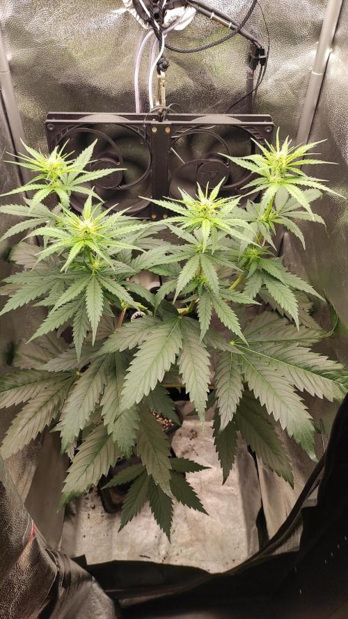 Lemon Skunk. Week 5