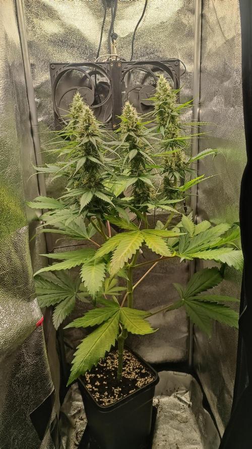 RQS 2x Lemon Skunk. Week 8 - 18/7/2026