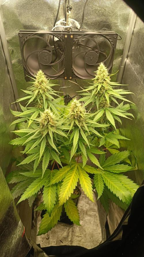 RQS 2x Lemon Skunk. Week 8 - 18/7/2026