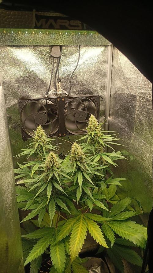 RQS 2x Lemon Skunk. Week 8 - 18/7/2026