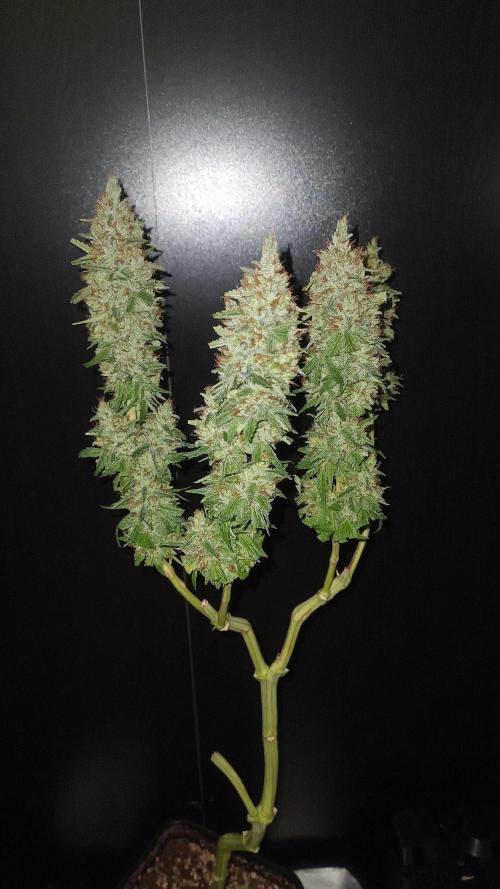 RQS 2x Lemon Skunk. Week 12