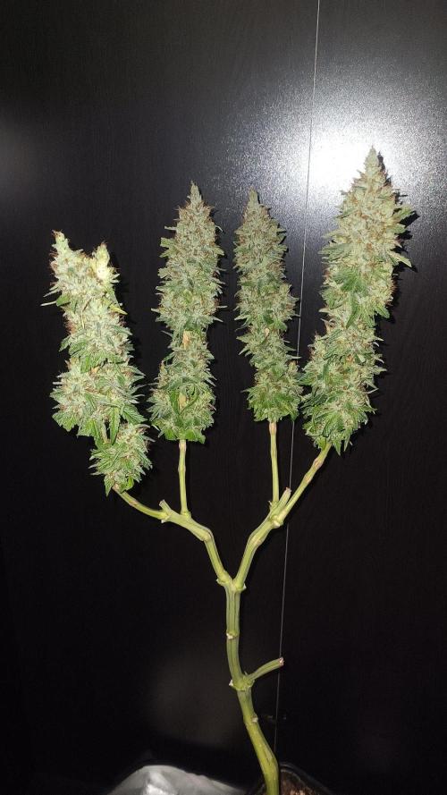 RQS 2x Lemon Skunk. Week 12