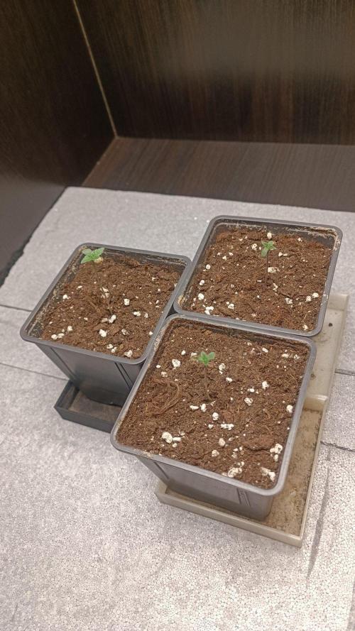 Bubblegum XL. Week 0