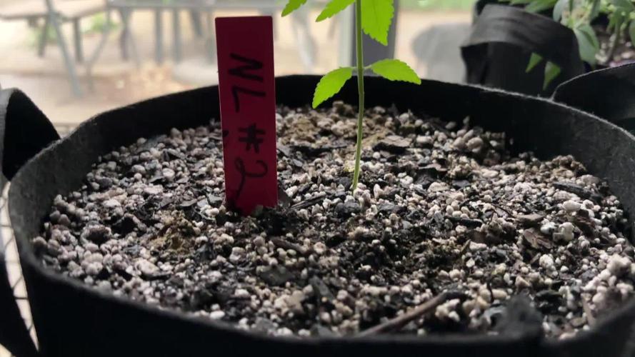 First grows