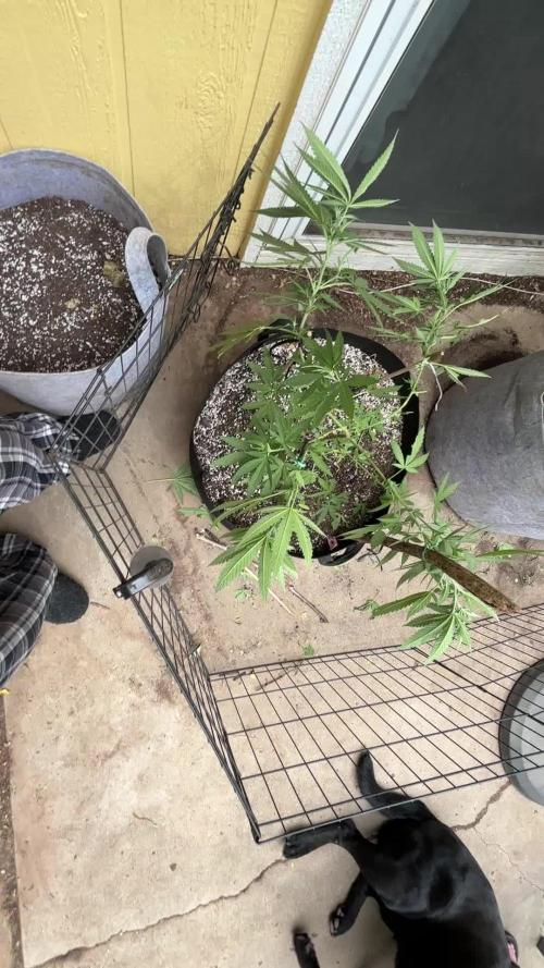 First grows