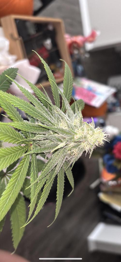 Three random seeds. Week 9