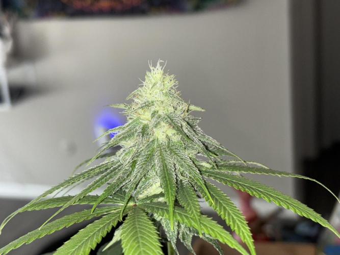 Three random seeds. Week 9