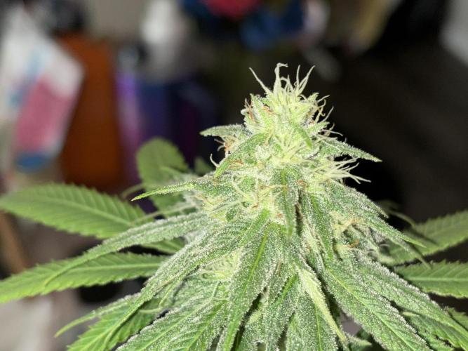 Three random seeds. Week 9