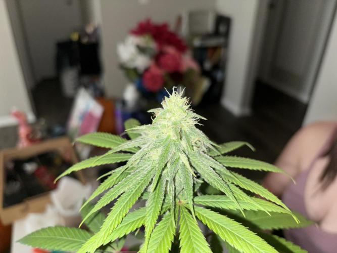Three random seeds. Week 9