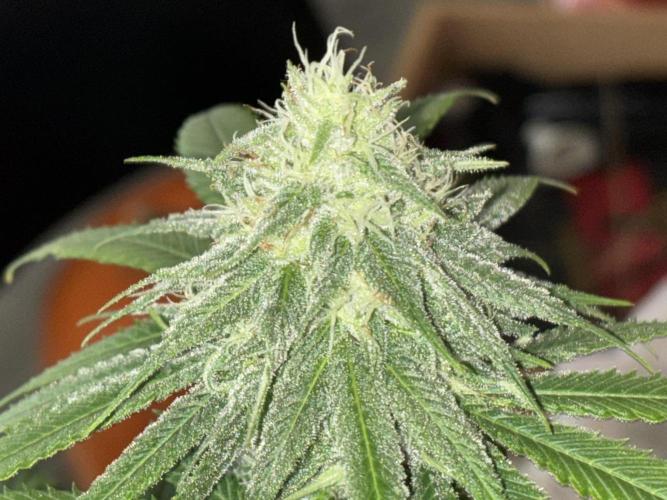 Three random seeds. Week 9