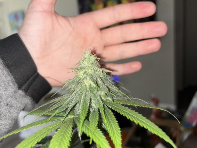 Three random seeds. Week 9