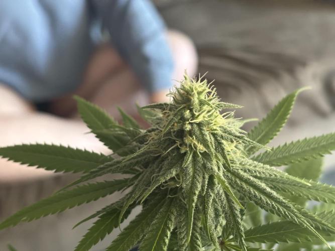 Three random seeds. Week 9