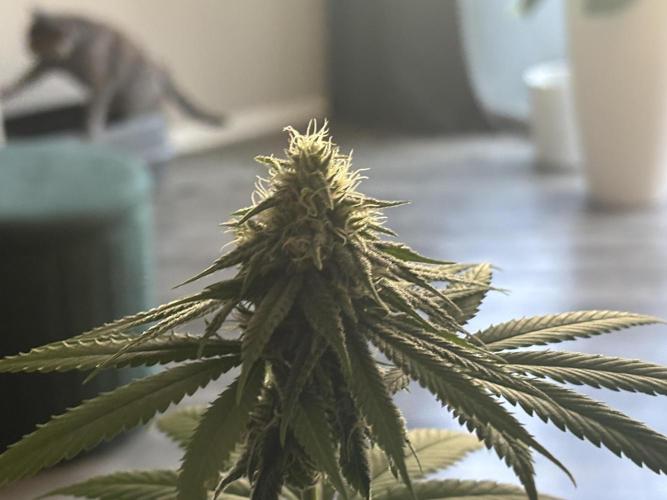 Three random seeds. Week 9