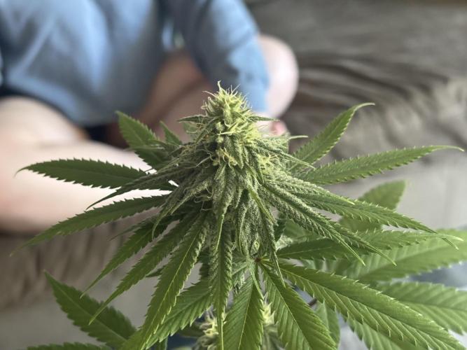 Three random seeds. Week 9