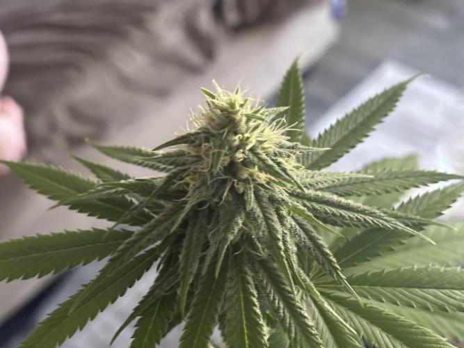 Three random seeds. Week 9