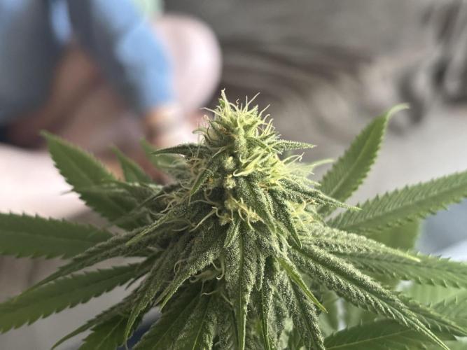 Three random seeds. Week 9