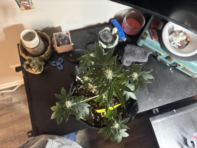 Three random seeds. Week 9