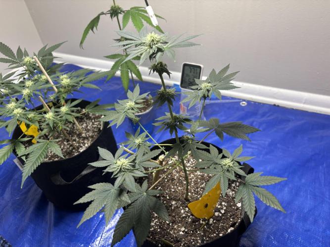 Three random seeds. Week 9