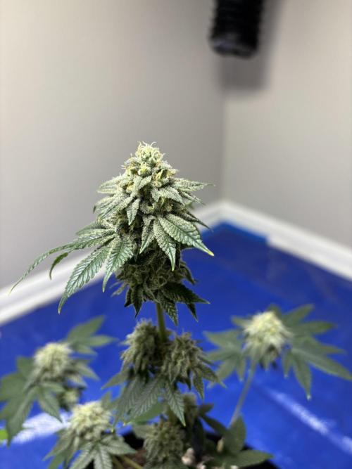 Three random seeds. Week 11