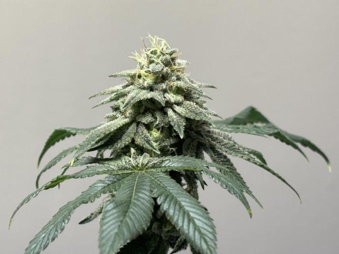 Three random seeds. Week 11