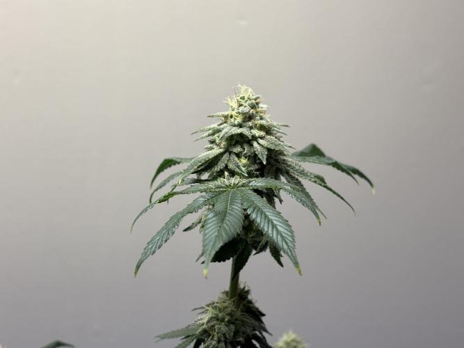 Three random seeds. Week 11